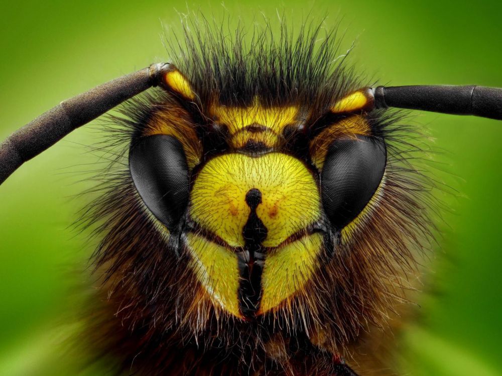Le visage d'une abeille