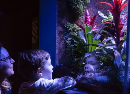 Un enfant et une femme regardent dans un vivarium