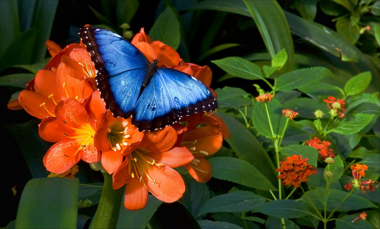 Un papillon bleu sur une fleur orange