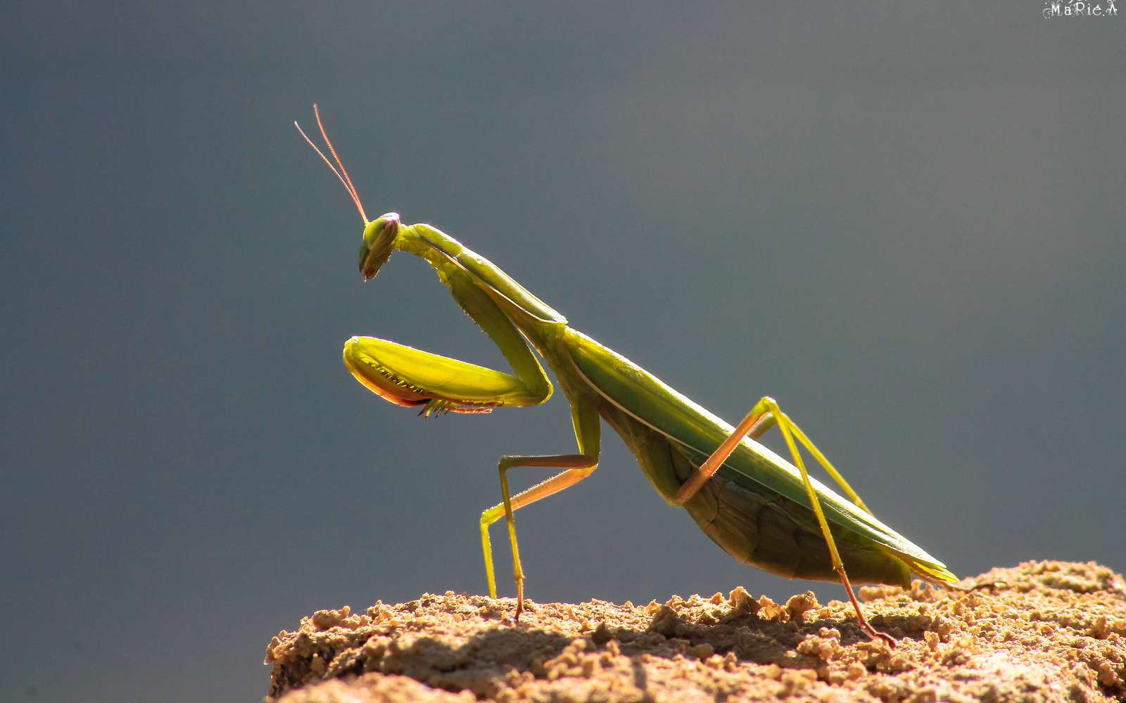 Se mettre dans la peau des insectes - Pieuvre.ca Se mettre dans la peau des insectes - Pieuvre.ca