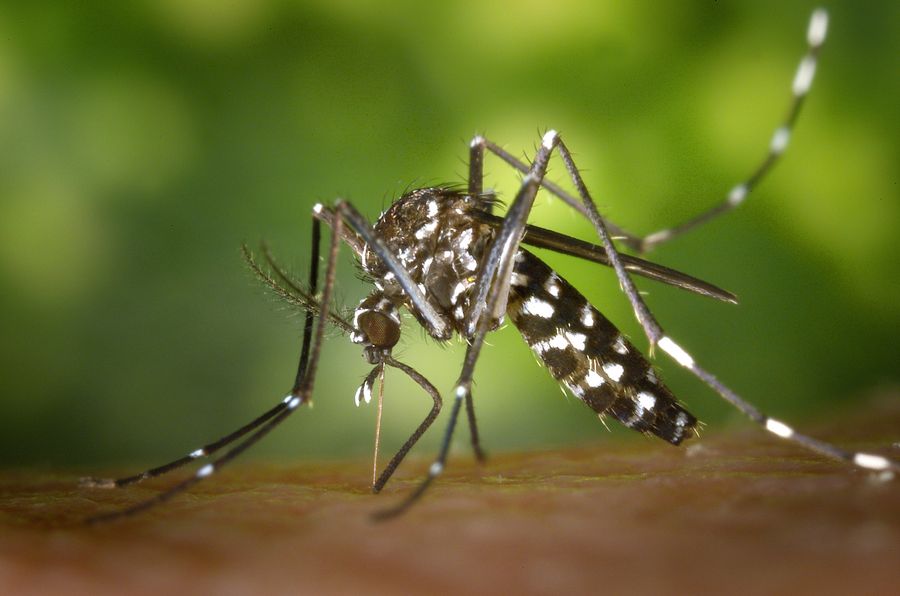 Against infectious diseases, can we genetically modify mosquitoes?