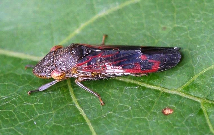 A pee fly is faster than its shadow