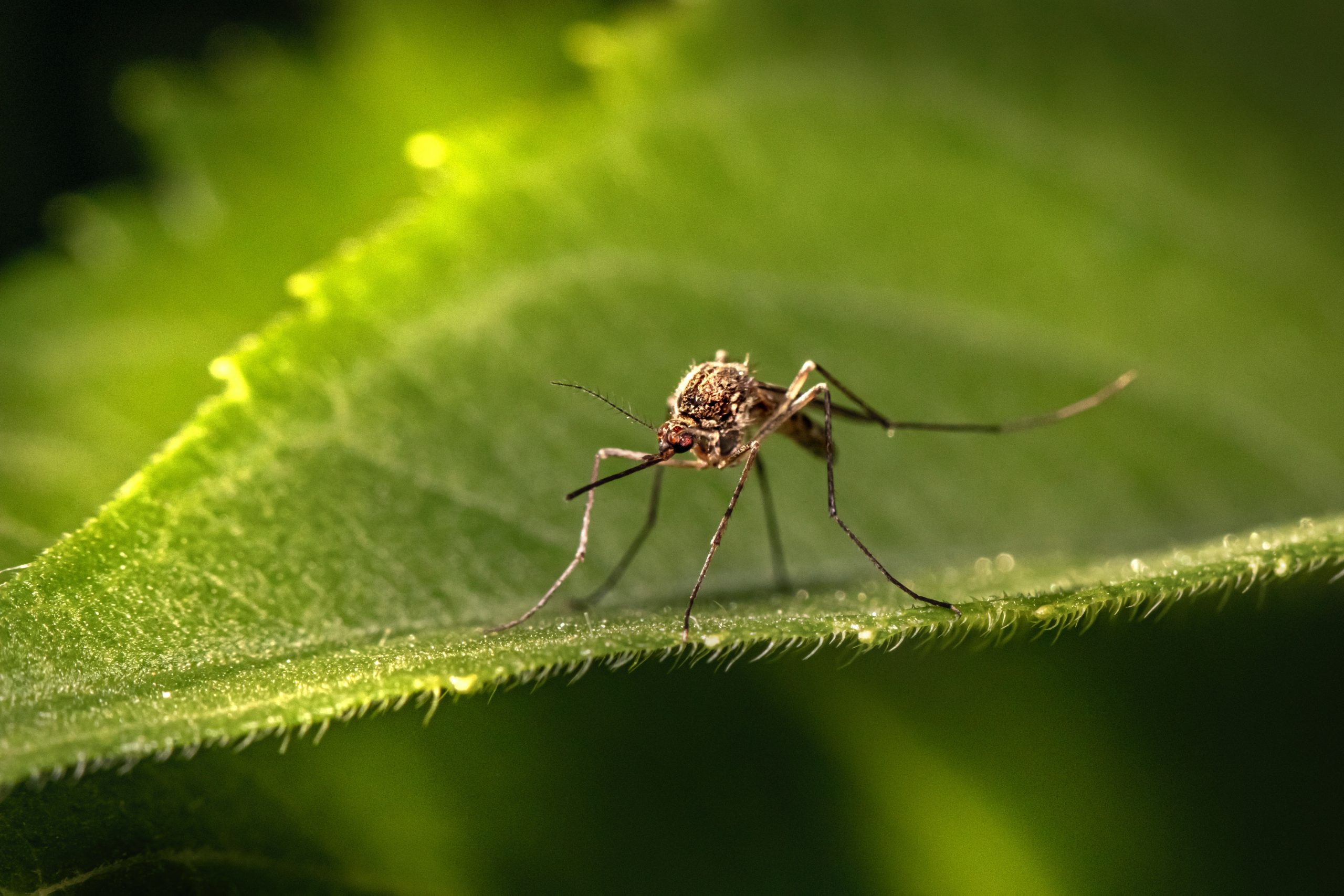 Dengue fever, a rapidly growing disease