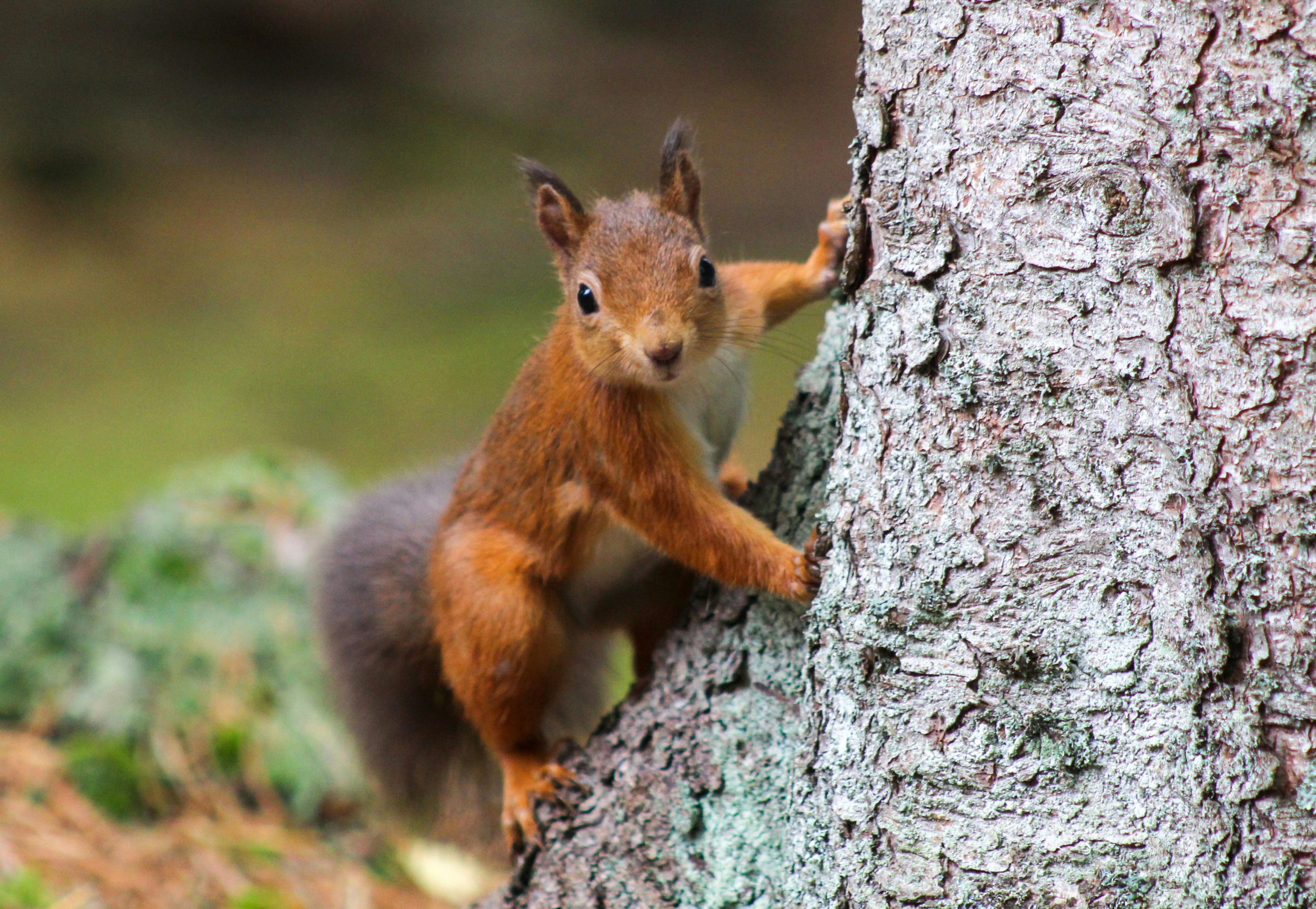 Squirrels were carriers of leprosy in the Middle Ages.