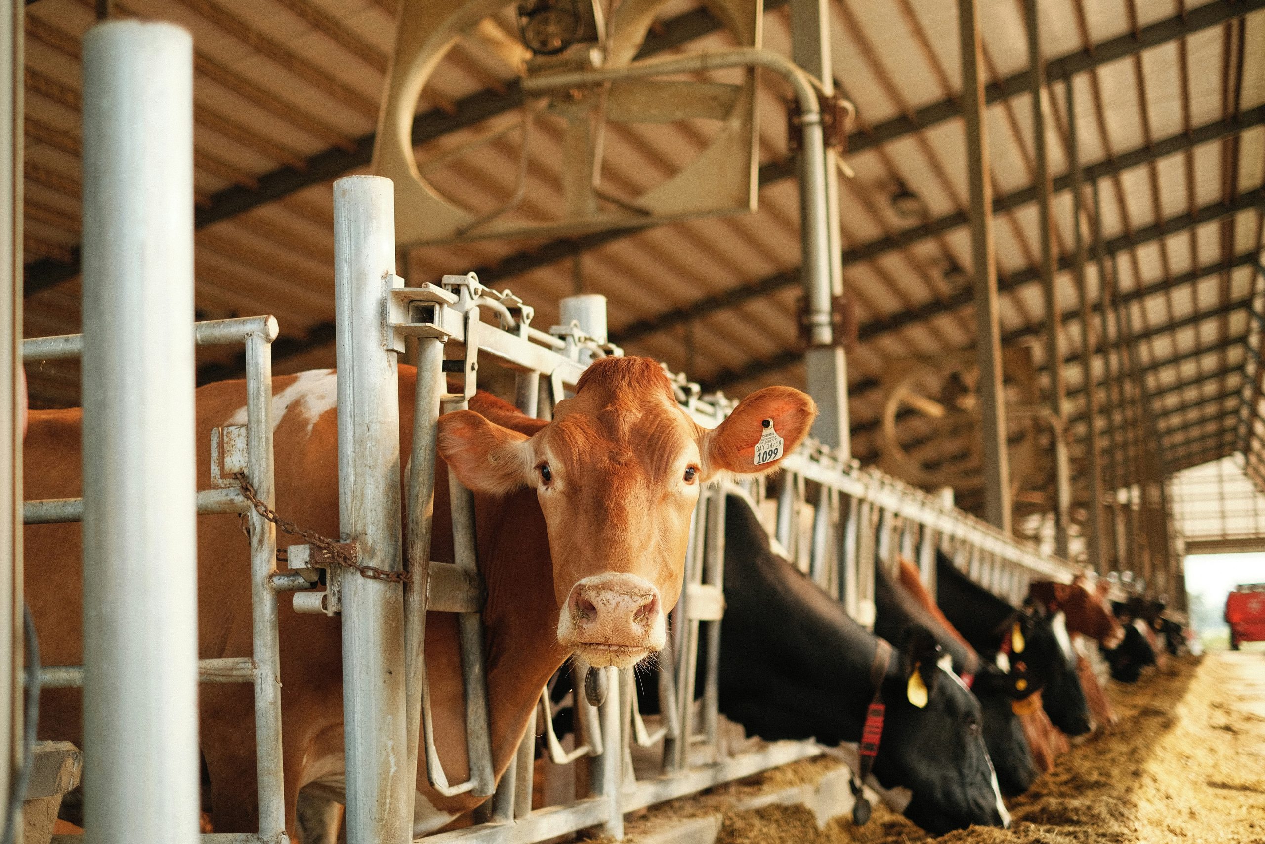 H5N1 virus in cows: is milk safe to drink?