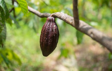 La prochaine menace climatique envers le chocolat? Trop de pluie